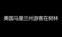 美国马里兰州游客在树林附近野餐 一只黑熊加入享用桌上食物